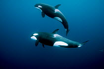 Orcas / Killer whales (Orcinus orca) swimming in open water, Three Kings Islands, New Zealand. Pacific Ocean.