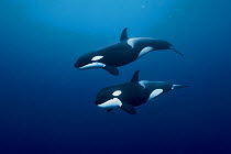 Orcas / killer whales (Orcinus orca) swimming in open water, Three Kings Islands, New Zealand. Pacific Ocean.