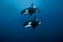 Orcas / killer whales (Orcinus orca) swimming in open water, Three Kings Islands, New Zealand. Pacific Ocean.