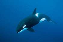 Orca / Killer whale (Orcinus orca) swimming in open water, Three Kings Islands, New Zealand. Pacific Ocean.