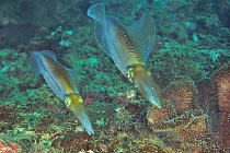 Two Bigfin reef squids (Sepioteuthis lessoniana) on reef, coast of Dhofar and Hallaniyat islands, Oman. Arabian Sea.