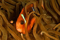 Oman anemonefish / clownfish (Amphiprion omanensis) in Leathery sea anemone (Heteractis crispa), coast of Dhofar and Hallaniyat islands, Oman. Arabian Sea.