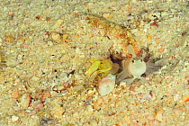 Djeddah snapping shrimp (Alpheus djeddensis) and Steinitz's goby (Amblyeleotris steinitzi) at hole, these species are symbiotic with the goby guarding the shrimp as it digs, coast of Dhofar and Hallan...