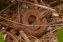 Common garter snake (Thamnophis sirtalis) Pennsylvania, USA, May.