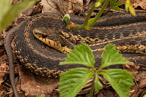 Common garter snake (Thamnophis sirtalis) Pennsylvania, USA, May.