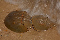 Atlantic horseshoe crabs (Limulus polyphemus) mating, Delaware Bay, Delaware, USA, June.