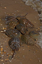 Atlantic horseshoe crabs (Limulus polyphemus) spawning, Delaware Bay, Delaware, USA, June.