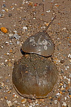 Atlantic horseshoe crabs (Limulus polyphemus) mating, Delaware Bay, Delaware, USA, June.