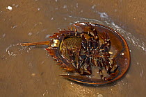Atlantic horseshoe crab (Limulus polyphemus) on its back, showing underside, Delaware Bay, Delaware, USA, June.
