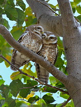 Spotted owlet (Athene brama) pair on a branch, Bharatpur / Keoladeo Ghana National Park, India.