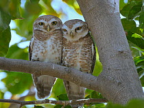 Spotted owlet (Athene brama) pair on a branch, Bharatpur / Keoladeo Ghana National Park, India.