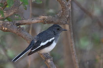 Oriental magpie robin (Copsychus saularis), India.