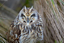 Short-eared owl  (Asio flammeus), Breton Marsh , France, February.