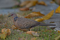 Spotted Dove (Streptopelia chinensis) on the ground, India.