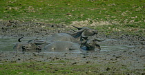 Water buffalo (Bubalus arnee) wallowing in the mud. Kaziranga National Park, Assam, India.