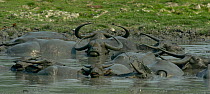 Water buffalo (Bubalus arnee) wallowing in the mud. Kaziranga National Park, Assam, India.