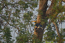 Great hornbill (Buceros bicornis) male feeding at nest hole. Kaziranga National Park, Assam, India.