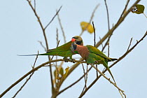 Red-breasted parakeet (Psittacula alexandri) pair. Kaziranga National Park, Assam, India.