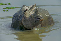Indian rhino (Rhinoceros unicornis) in water, Kaziranga National Park, Assam, India.