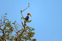 Great hornbill (Buceros bicornis) perching. Kaziranga National Park, Assam, India.