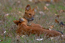 Dhole / Indian wild dog (Cuon alpinus) mother and young interacting. Pench National Park, Madhya Pradesh, India.