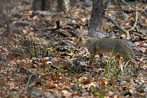 African wildcat (Felis silvestris lybica) hunting. Pench National Park, Madhya Pradesh, India.