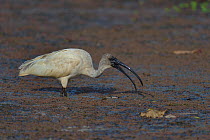 Black-headed ibis (Threskiornis melanocephalus) feeding, Pench National Park, India.