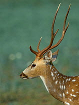 Spotted deer (Axis axis) male, portrait. Pench National Park, India.