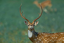 Spotted deer (Axis axis), male standing alert. Pench National Park, India.