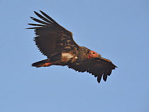 Red-headed vulture (Sarcogyps calvus) in flight. Bandhavgarh National Park, India.