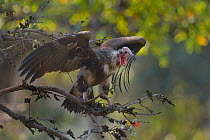 Red-headed vulture (Sarcogyps calvus) on branch. Bandhavgarh National Park, India.