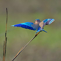 Indian roller (Coracias benghalensis) perching on reed, Ranthambore National Park, India.
