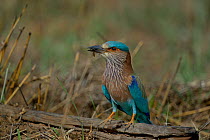 Indian roller (Coracias benghalensis) feeding on insect, Ranthambore National Park, India.