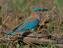 Indian roller (Coracias benghalensis) feeding on insect, Ranthambore National Park, India.