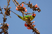 Plum-headed parakeet (Psittacula cyanocephala) male feeding. Ranthambore National Park, India.