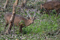 Indian hog deer (Axis porcinus), male. Kaziranga National Park, Assam, India.