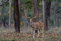 Spotted deer (Axis axis) male, standing alert. Pench National Park, India.