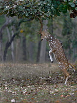 Spotted deer (Axis axis) male, standing to feed on leaves. Pench National Park, India.