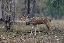 Spotted deer (Axis axis), male vocalising. Pench National Park, India.