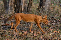 Dhole (Cuon alpinus) hunting, Pench National Park, Madhya Pradesh, India.