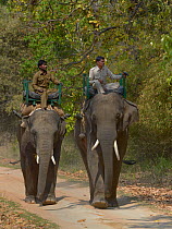 Mahouts on Patrol riding Asian elephants (Elephas maximus). Bandhavgarh National Park, India.