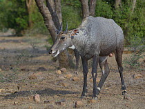 Nilgai (Boselaphus tragocamelus) male. Bandhavgarh National Park, India.