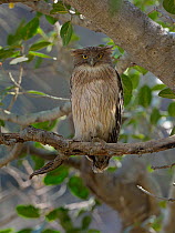 Brown fish owl (Ketoupa zeylonensis) perched, Ranthambore National Park, India.