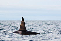 Killer whale / orca (Orcinus orca) surfacing, showing injured dorsal fin. Andfjorden, close to Andoya, Nordland, Norway, January.