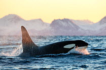 Killer whale / orca (Orcinus orca), large male surfacing, Andfjorden, close to Andoya, Nordland, Norway, January (polar night period).