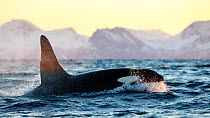 Killer whale / orca (Orcinus orca), large male surfacing, Andfjorden, close to Andoya, Nordland, Norway, January (polar night period).