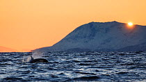 Killer whale / orca (Orcinus orca) surfacing during the first sunrise after two months of polar night. Andfjorden, close to Andoya, Nordland, Norway, January.