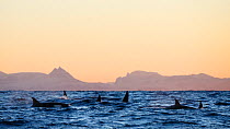 Killer whale / orca (Orcinus orca) pod searching for herring  in Andfjorden, close to Andoya, Nordland, Norway, January (polar night period).