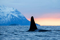 Killer whale / orca (Orcinus orca), large male surfacing, Senja island visible in background. Andfjorden, close to Senja, Troms, Northern Norway, January (polar night period).