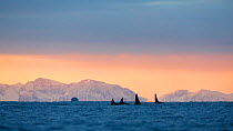 Killer whale / orca (Orcinus orca) pod searching for herring  in Andfjorden, close to Andoya, Nordland, Norway, January (polar night period).